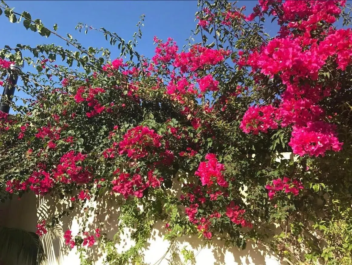Villa Casa Vieja à Port de Pollença 0*,  Espagne